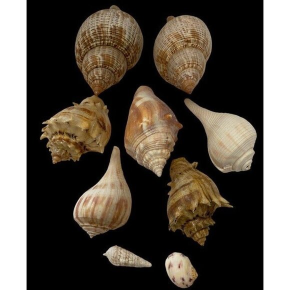 8 Welk Whelk Sea Shells Ocean Habitit - Picture 1 of 4